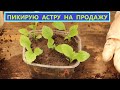 Оптимальная тара для продажи рассады астр.