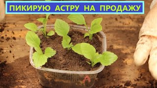 Оптимальная тара для продажи рассады астр.