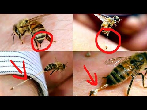 ما هي الحكمة من موت النحلة سبحان الله