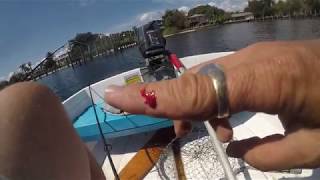 Stingray Steve gets Stung by a Hardhead catfish 