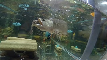 Cá Rồng Kim Long tập ăn NHÁI - phần 1