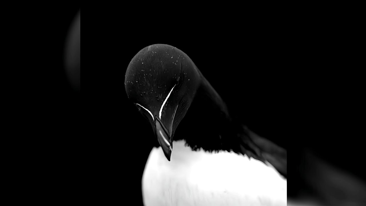 𝙋𝙊𝙎𝙏𝙀𝙍 𝘽𝙊𝙔 - 𝘽𝙔 @2𝙃𝙊𝙇𝙇𝙄𝙎 - (𝙎𝙐𝙋𝙀𝙍 𝙎𝙇𝙊𝙒𝙀𝘿) - (𝘽𝙀𝙎𝙏 𝙋𝘼𝙍𝙏) | 𝙏𝙄𝙆𝙏𝙊𝙆 𝙑𝙀𝙍𝙎𝙄𝙊𝙉