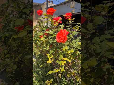 Beautiful rose flowers Красивые розы #flowers #розы #пасха #άνοιξη #λουλούδια #τριαντάφυλλα
