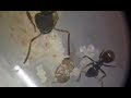 Ant pupae wakes up (time lapse HD)