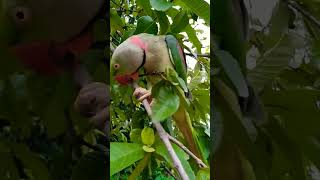 mitho mitho parrot sound talking #shot #viral