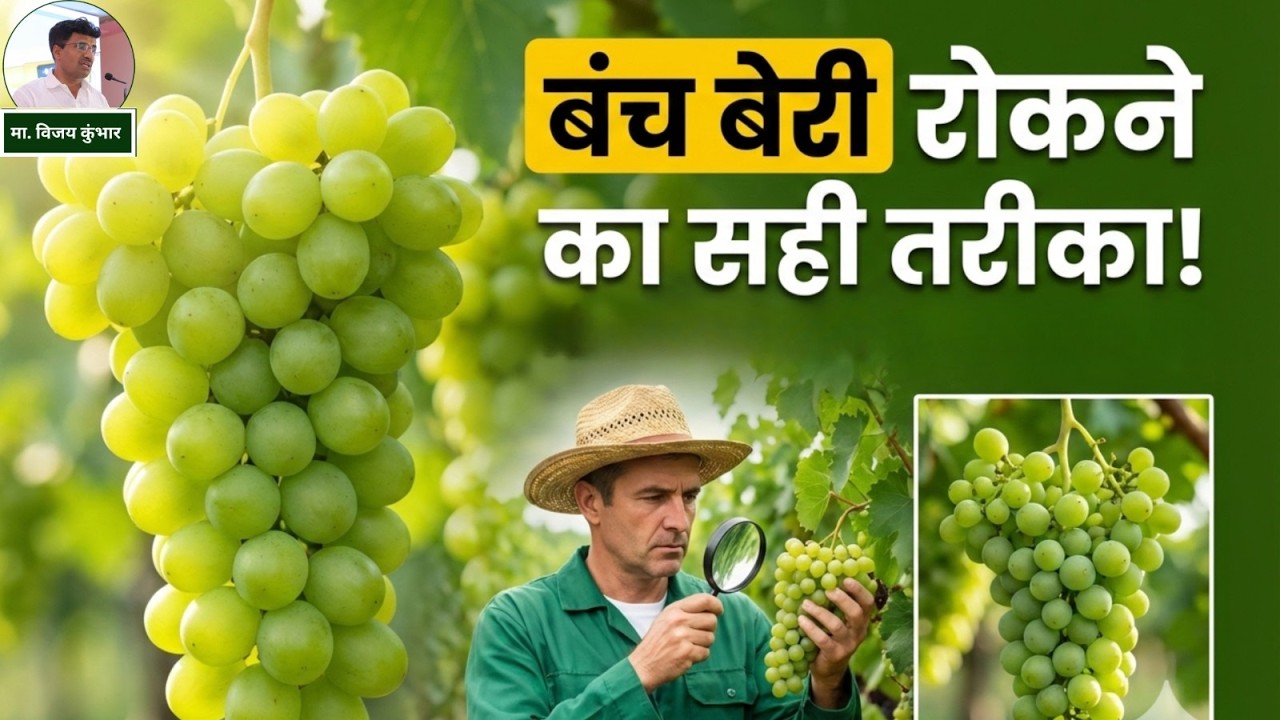 अंगूर की मणीगळ (Berry Drop) कैसे रोकें?