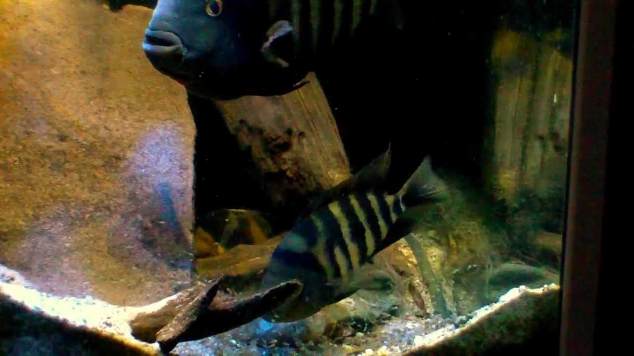 amphilophus Flaveolus