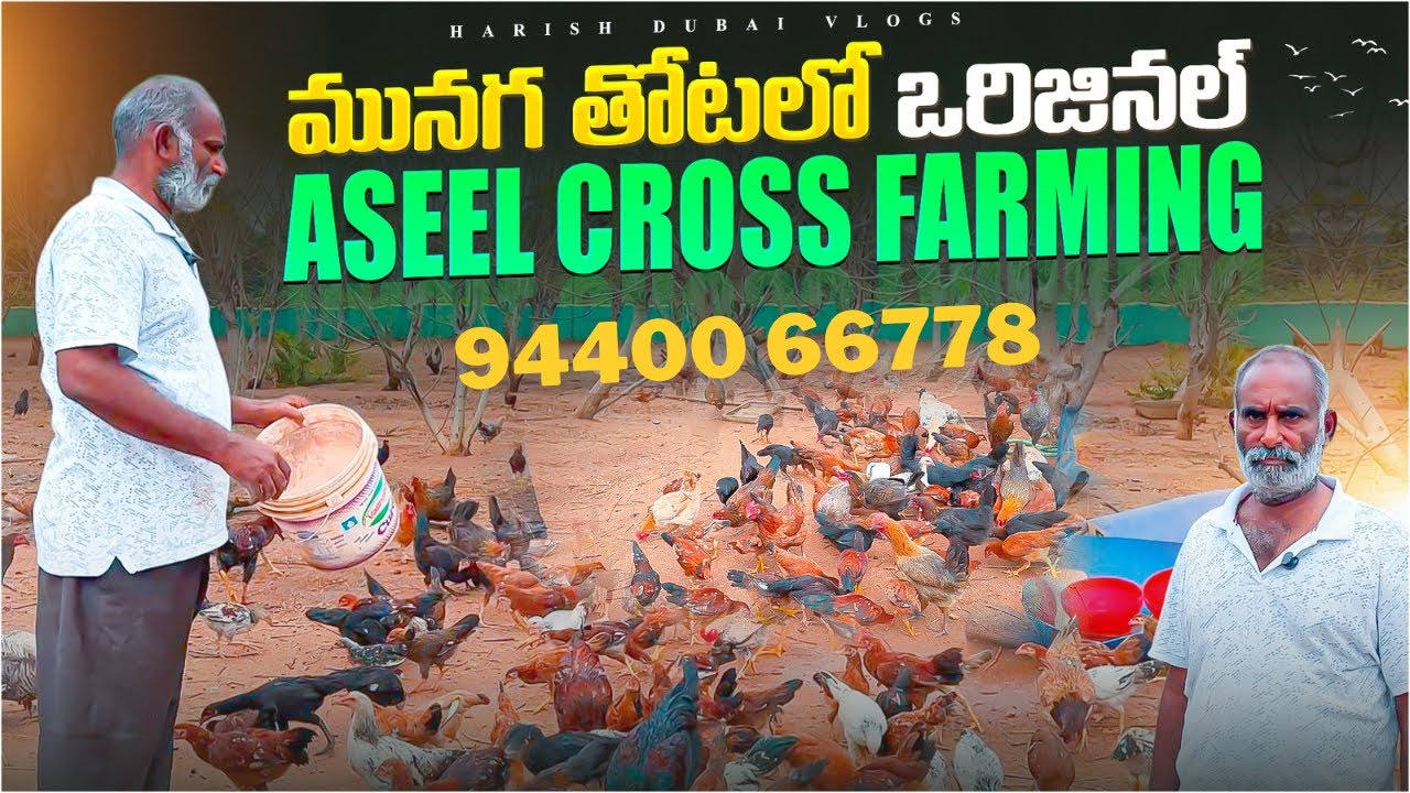  అసీల్ క్రాస్  farming | Aseel cross farming in Telugu |aseel cross Breed farming 