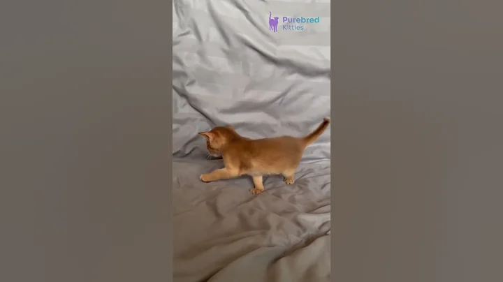 Watch the video about Meet Sterling