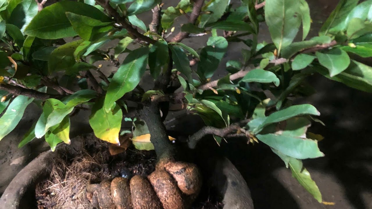 Mai vàng chưng tết giá rẻ || làng hoa Mai chợ lách Bến tre || mai tết mini.