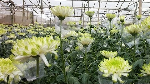 Hoa Cúc Đà Lạt | Tuấn Nguyên Corp