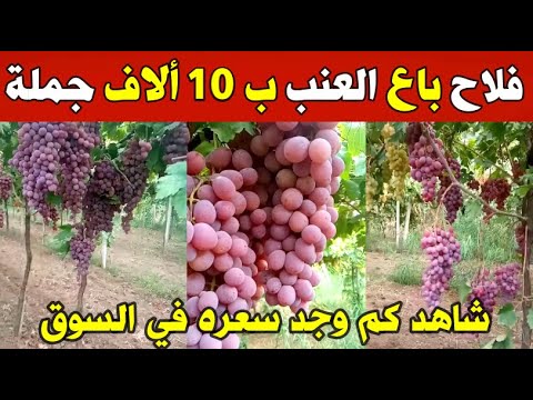 الجزائر شاهد فلاح جزائري يتفاجئ بعدما باع العنب بسعر 10ألاف جملة شاهدو كم وجد سعره في أسواق الجزائر