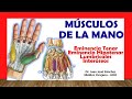 🥇 MÚSCULOS DE LA MANO. Rápido, Fácil y Sencillo