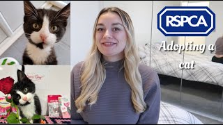 ADOPTING A CAT FROM THE RSPCA | EVERYTHING YOU NEED TO KNOW 2024