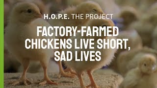 Factory-Farmed Chickens Live Short, Sad Lives | H.O.P.E. The Project