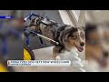 Paralyzed dog gets new wheelchair