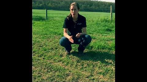 Frost seeding and Spring Follow-up with King