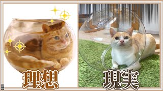 【絶対やめて】猫に金魚鉢を与えないでください。期待を裏切られます