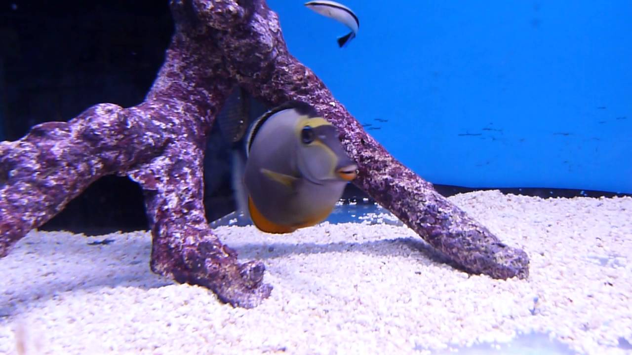 Naso Lituratus   Koekopvis   Koidreams Viskwekerij