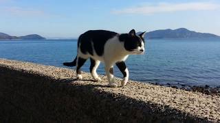 「餌ちょうだい」と言いながら着いてくる野良猫、段々激しくなって「餌よこせ!」になってる