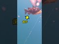 【魚突き】サメを撃退する動画 Spearfishing Shark attack