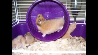 Sparta's Hamster Slide Show