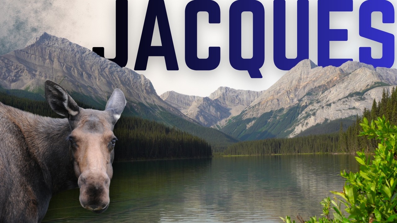 MOOSE aren't afraid of people at this HIDDEN Gem