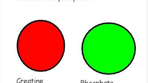 ATP -PC  energy system