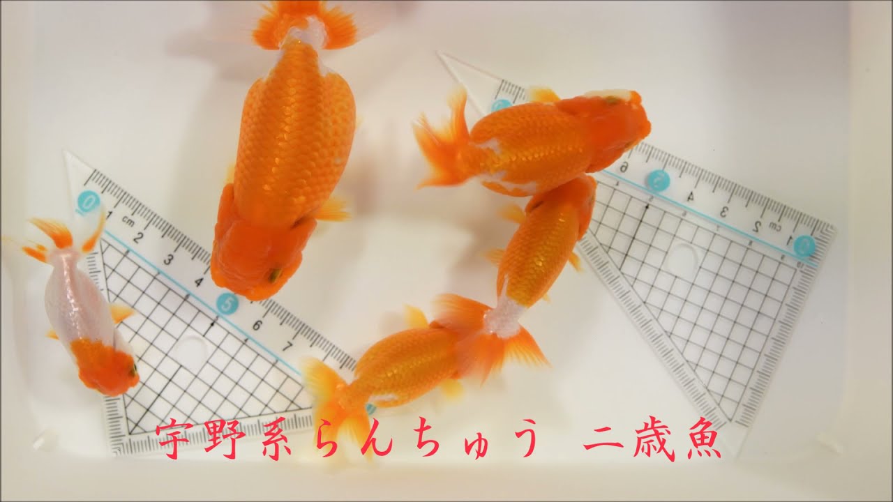 スタッフブログ アクア ツインズ