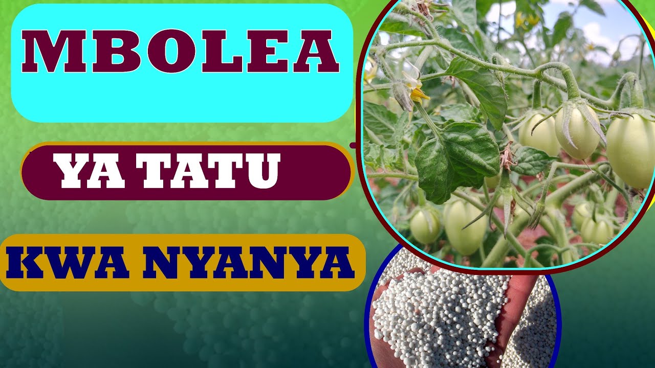 MBOLEA MUHIMU YA TATU KWA NYANYA