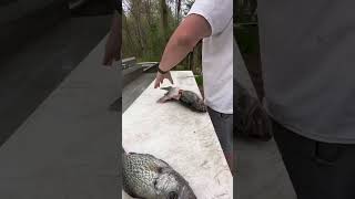 Is this right??😳 Do you eat bass⁉️ #bassfishing #bassboats