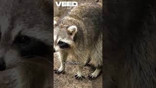 🦝 Почему Енот всё моет в воде? 😅 #животные #хочуфакты #animals #еноты #книгаживотных