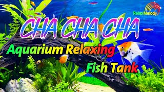 Download Lagu Beautiful Cha Cha Cha Relaxing Instrumental 2024 - Latin Cha Cha Melody, Aquarium Relaxing Fish Tank MP3