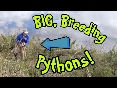 Big, Breeding Pythons!