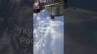 #политика #шевченко #украина #максимшевченко #жизнь #мысли #психология #котята #кошки
