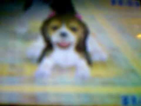 A Nintendogs Tutorial- How to teach your dog to do handstand