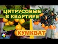 🍈🍋 #3 Кумкват в Заполярье. Домашний тропический сад