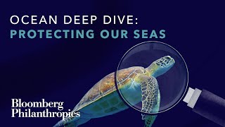 What We Can Do To Protect the Ocean | Bloomberg Philanthropies