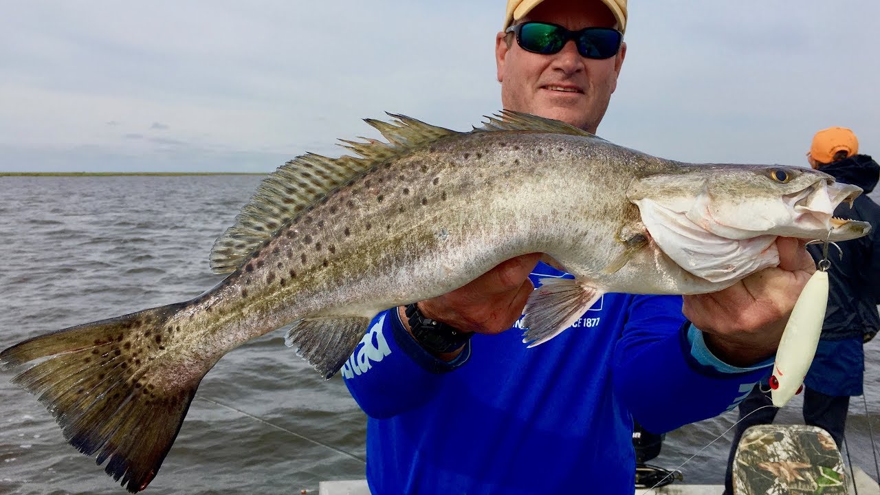 FINALLY! Speckled trout start crushing topwaters