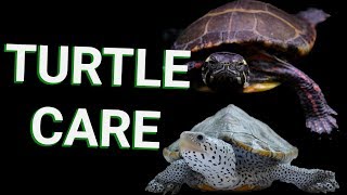 BASIC TURTLE CARE - EVERYTHING you need to know about turtle care for beginners