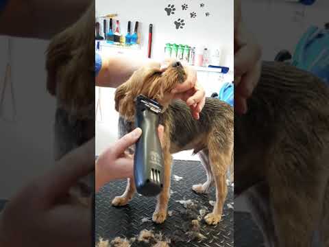 Yorkshire beim Hundefriseur "Mutzi" #grooming ❤