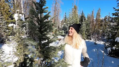 Our First Christmas Tree Cutting | Fraser, CO | Arapaho National Forest | Winter FUN!