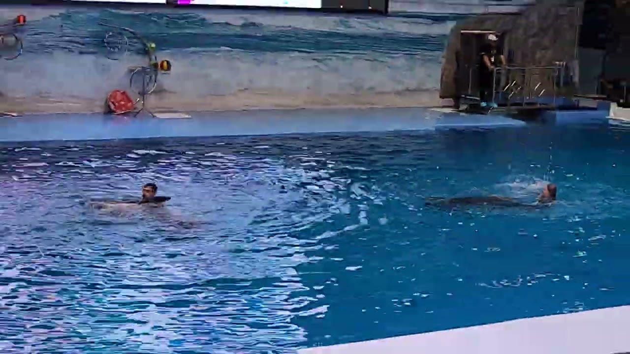 Dolphin show @ Dubai creek park