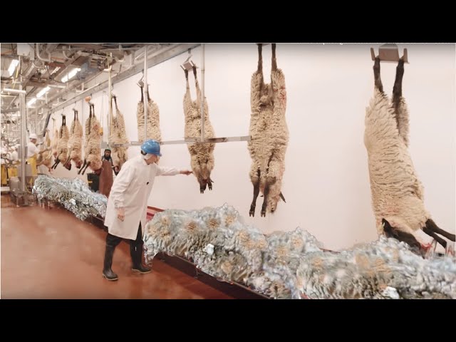 How to Harvesting Wool - Amazing Sheep Factory - Wool Processing Mill - Modern Sheep Shearing class=