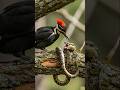 Woodpecker and Wild Snake Fight | Woodpecker Bird Attack on Snake #woodpecker #trending
