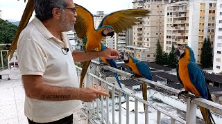 Guacamayas Caraqueñas Pichones por doquier!