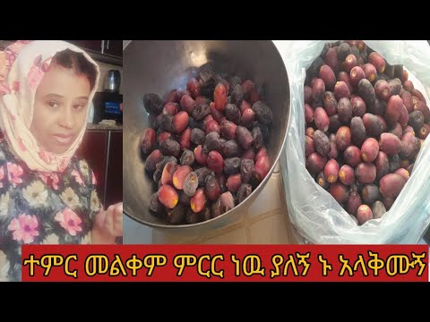 ተምር መልቀም ምርር ነዉ ያለኝ ማነዉ እንደ እኔ ይሔ ስራ የመረረዉ