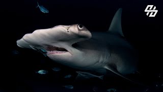 GREAT HAMMERHEAD SHARK: An Ocean Predator That Can Detect the Heartbeat of Its Prey - (Eps.13 | 4K)
