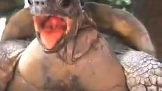 Turtle Speaks His Truth (prank in the hood gone sexual)