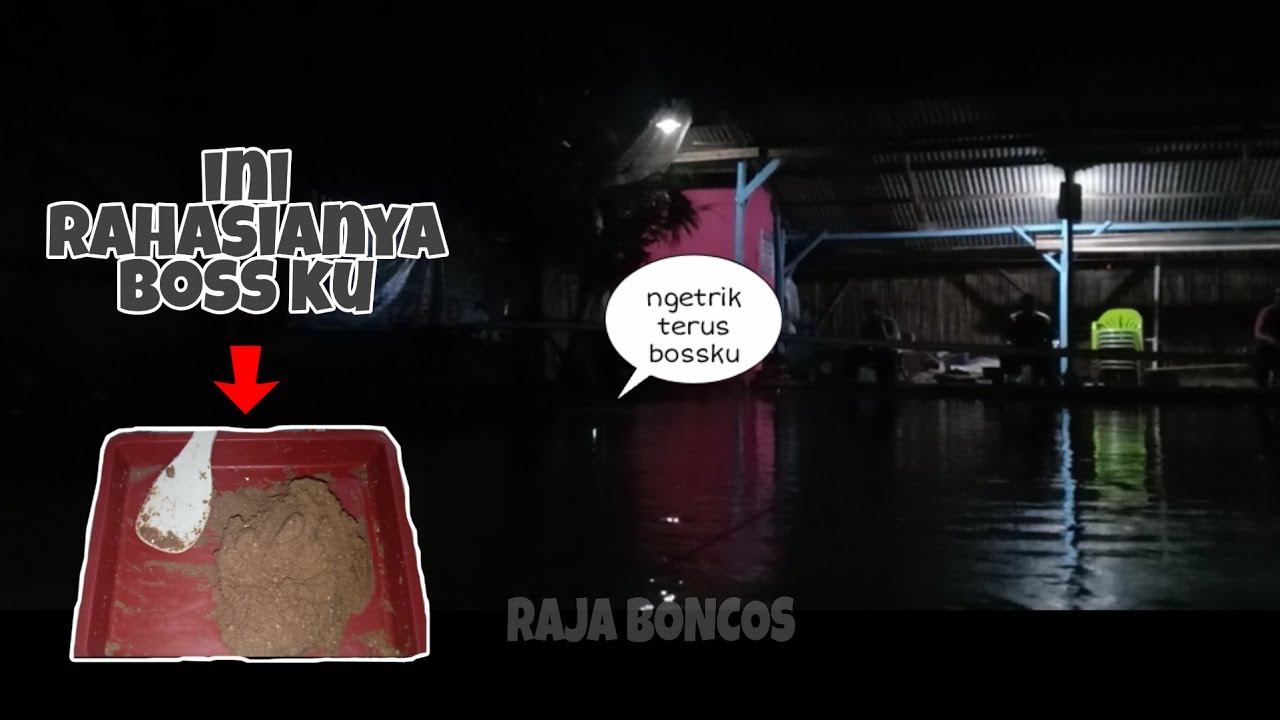 Umpan Ikan MAS Galapung Malam Hari | Raja Boncos 